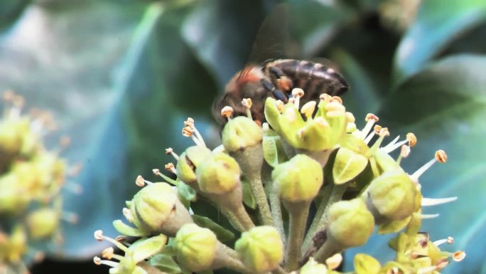蜜蜂在花上授粉