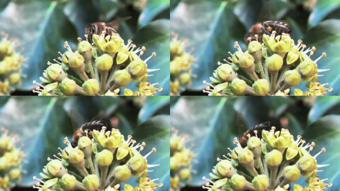 蜜蜂在花上授粉