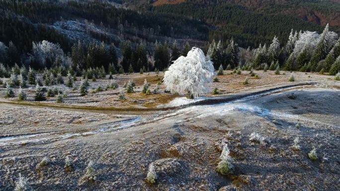 冬季森林自然白雪覆盖的冬季树木高山景观清晨日出假日旅游霜冻的树顶鲜艳的色彩空中4k