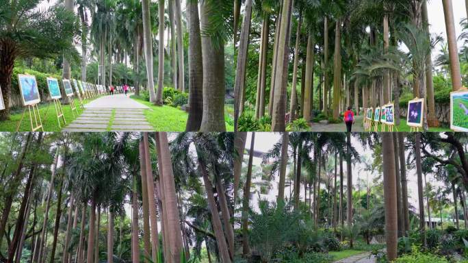 棕榈树 热带植物园 假槟榔树 树林合集