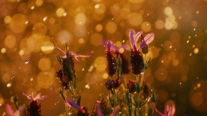 日落雨滴在慢动作雨中的花