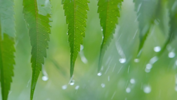 特写水滴绿叶前景。大雨落在绿色植物的叶子上。平静放松冥想和平的背景。下雨时从绿叶蕨类植物上滴下的慢动