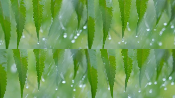 特写水滴绿叶前景。大雨落在绿色植物的叶子上。平静放松冥想和平的背景。下雨时从绿叶蕨类植物上滴下的慢动