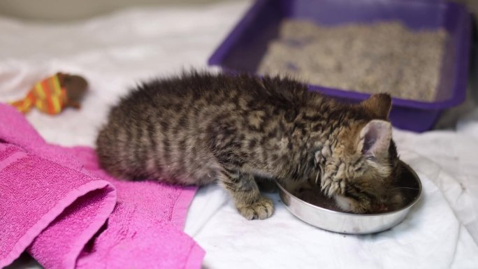 一只无家可归的小猫在兽医院接受治疗。可爱的小猫在医院笼子里吃碗里的东西。照顾一只生病无家可归的小猫。