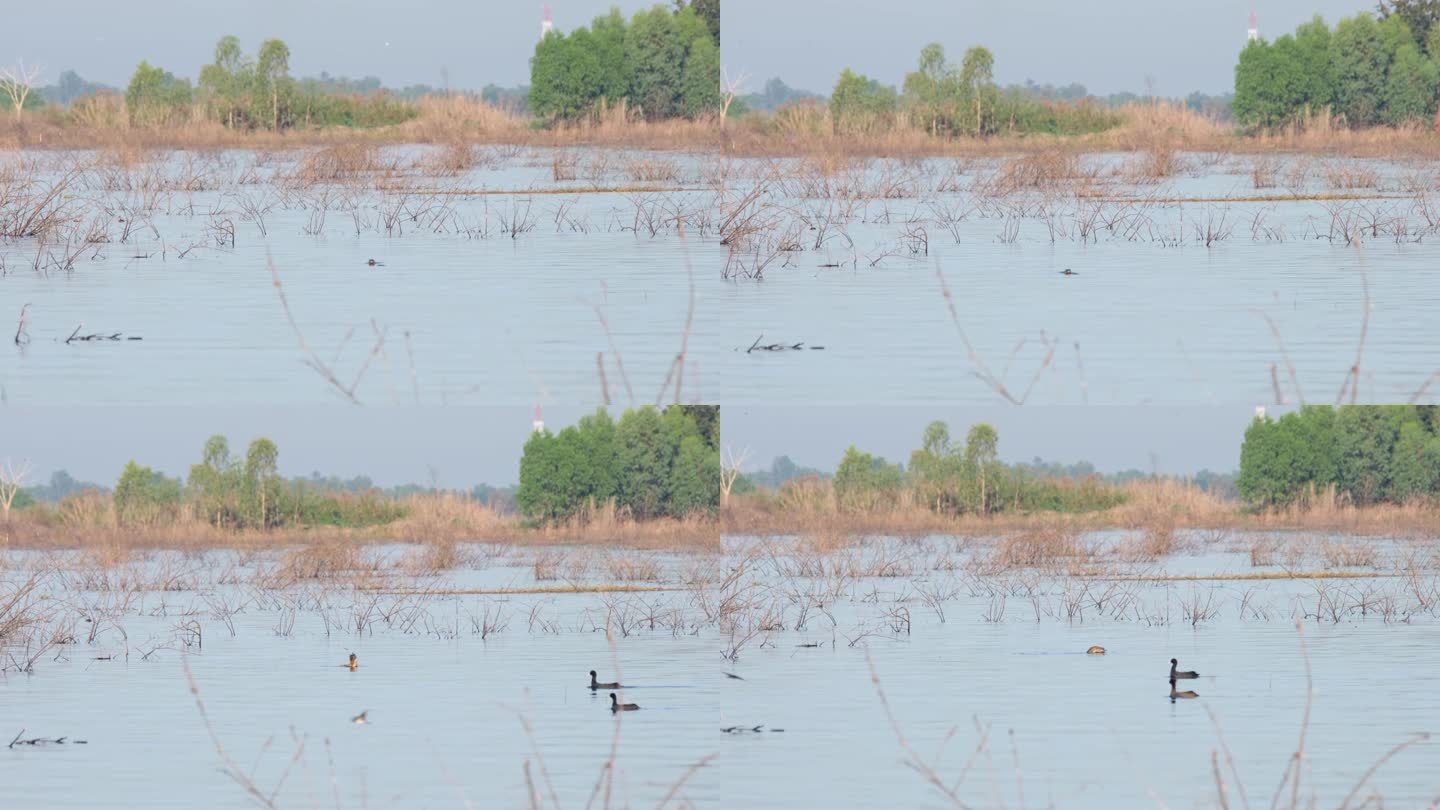 一只巨蜥瓦拉努斯在湖中央抓了一条大鱼，三只小白骨顶经过，在画面的左边移动，而蜻蜓和家燕在周围飞来飞去