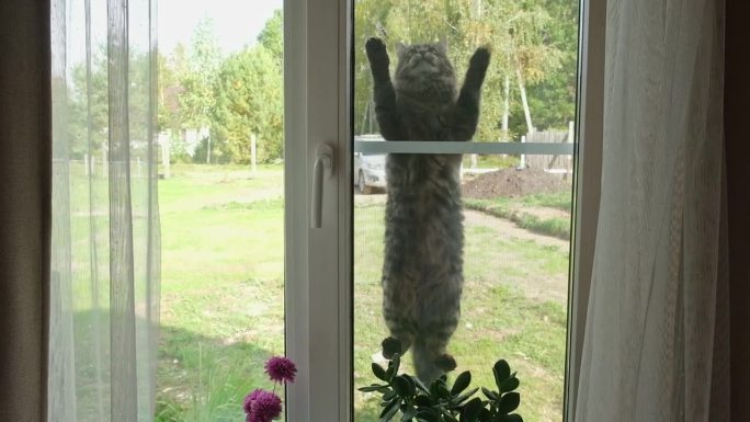 好奇的猫用爪子撕破窗户上的蚊帐。幽默，有趣的宠物。家猫在户外攀爬。保护。小猫出去散步，想回家。宠物在