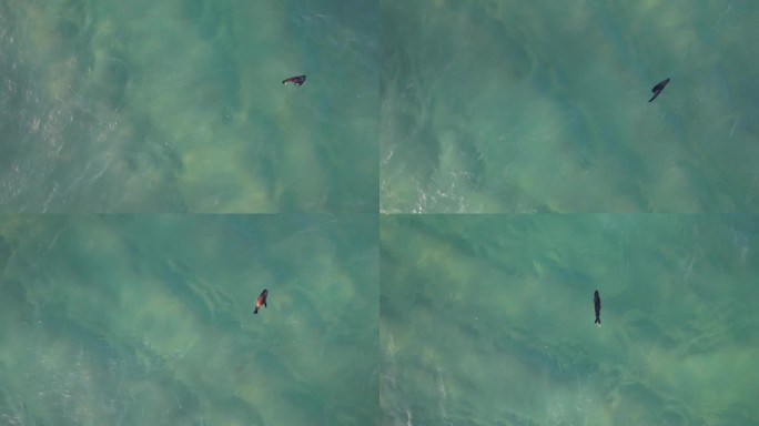 一只小海豹在澳大利亚昆士兰州黄金海岸附近的海洋里游泳。无人机航拍