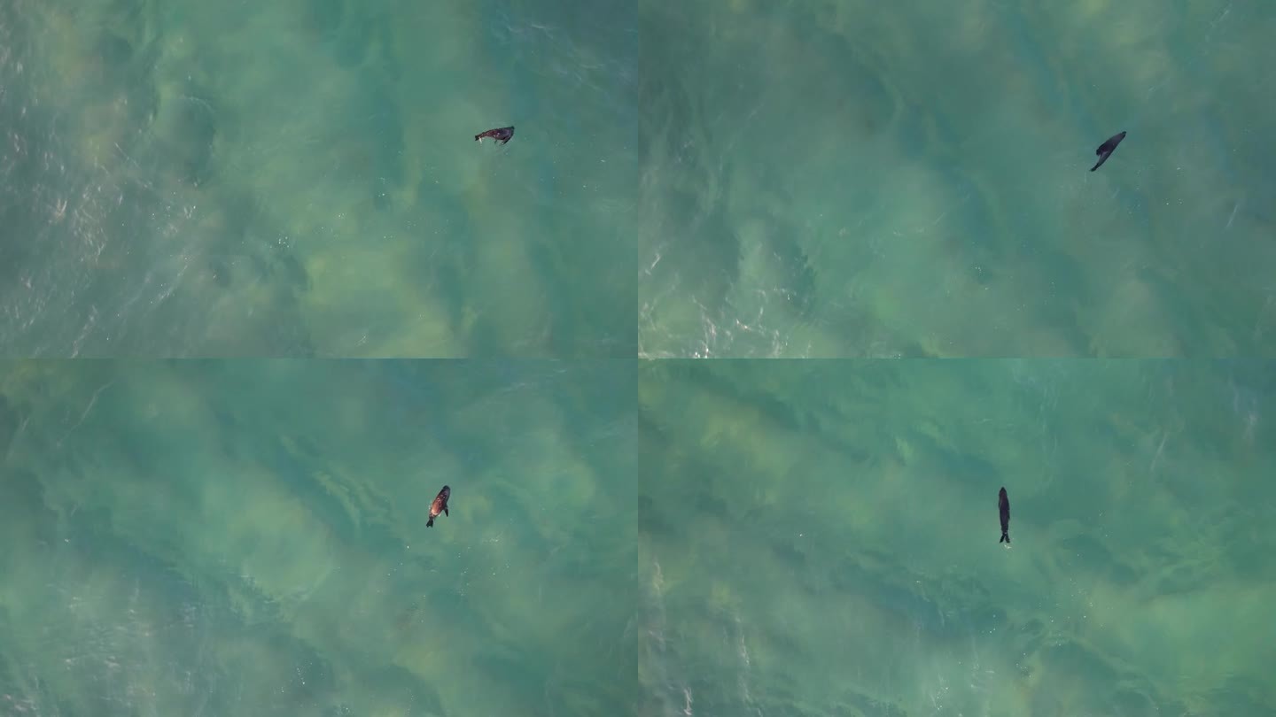 一只小海豹在澳大利亚昆士兰州黄金海岸附近的海洋里游泳。无人机航拍