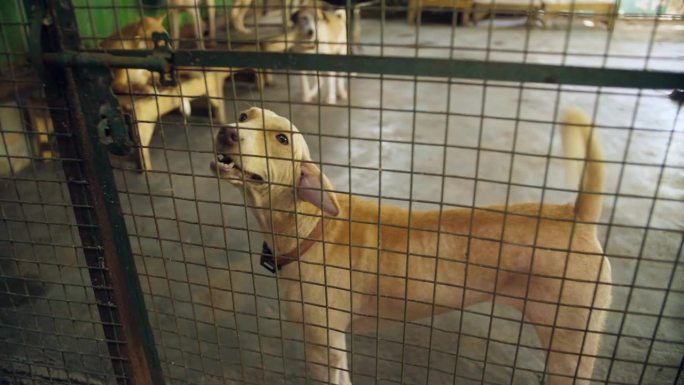兽医诊所绿色笼子里的一只流浪狗——被遗弃的狗