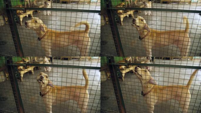 兽医诊所绿色笼子里的一只流浪狗——被遗弃的狗