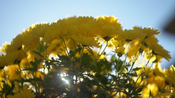 在秋日的阳光下，一束盛开的黄菊。