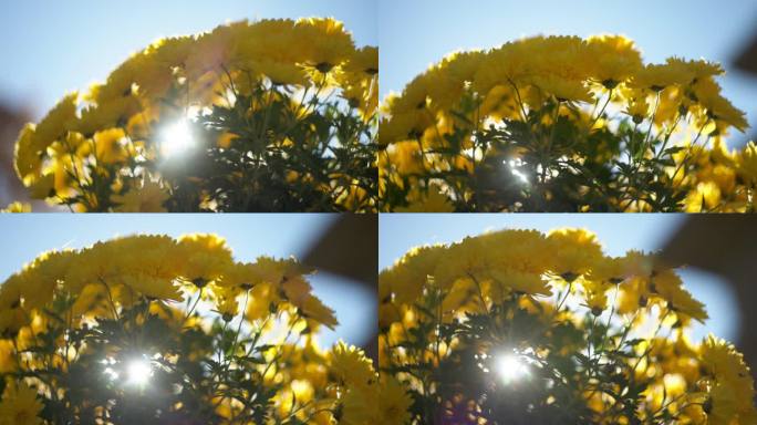 在秋日的阳光下，一束盛开的黄菊。