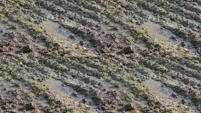 田野上泥泞的水坑