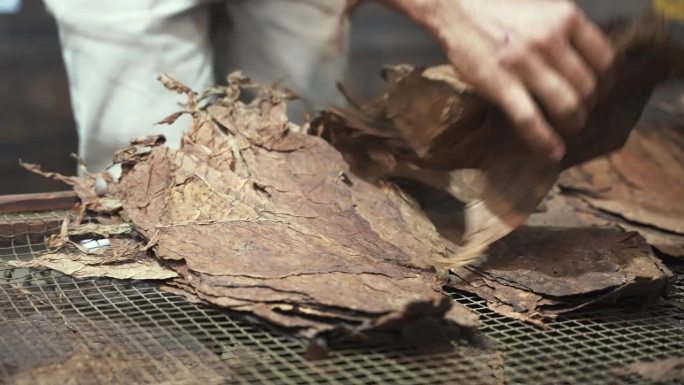 男性双手的特写，将干燥的烟叶放在一个特殊托盘的网眼上。工厂手工制作雪茄的过程