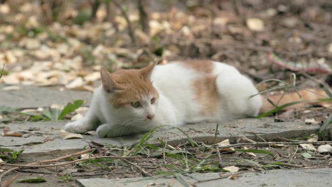 野姜和白斑猫在居民草地上玩耍