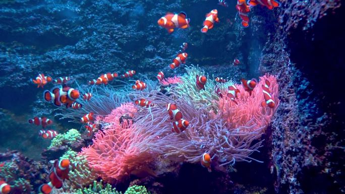 红白条纹鱼小丑。鱼在海藻和珊瑚礁之间游来游去。海底。海洋生物。