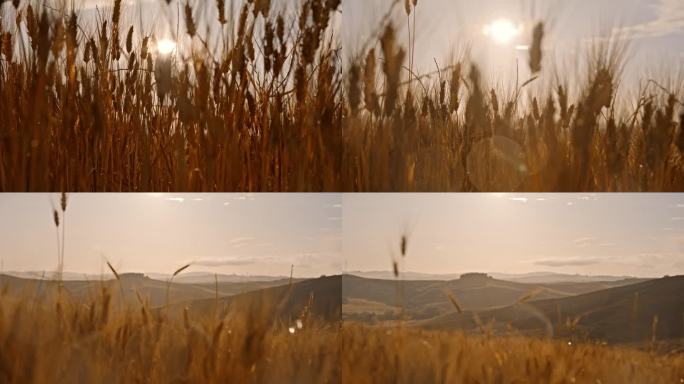 阳光照在托斯卡纳乡村田园诗般的金色小麦上