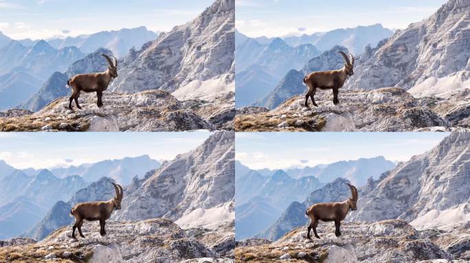 野生野山羊站在岩石之间，背景是阿尔卑斯山脉