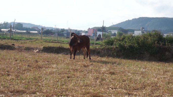 在越南林东，一头母牛正在草地下悠闲地咆哮