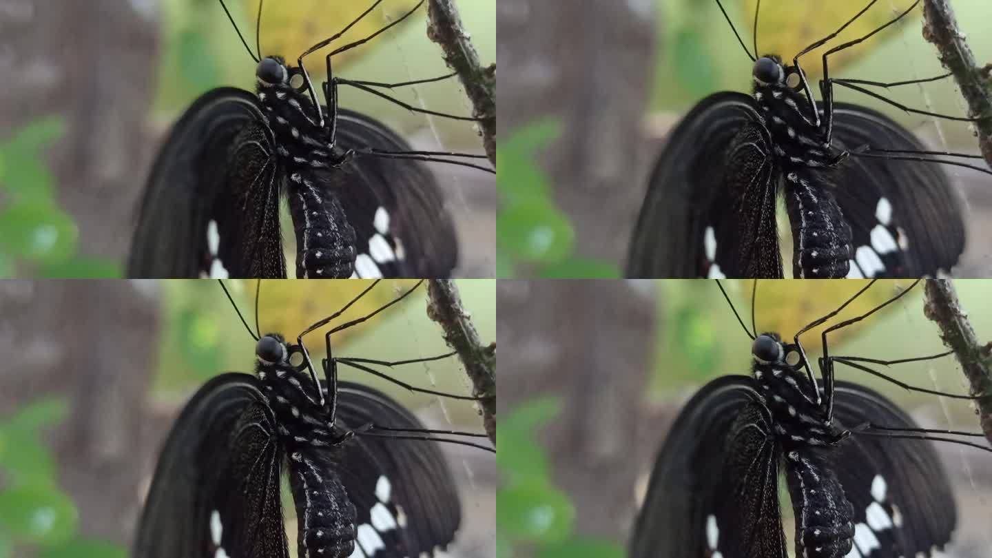 蝴蝶首先破茧而出特写展示微距实拍虫子
