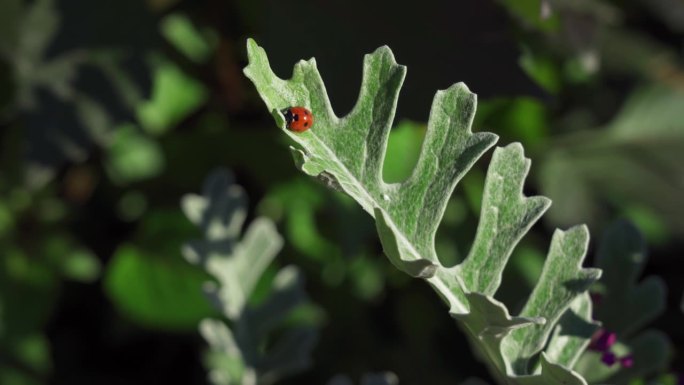 红瓢虫在雅可比花叶子上
