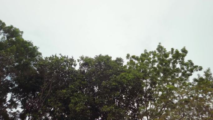 从左到右拍摄的热带绿叶树在一个阴天的白天。