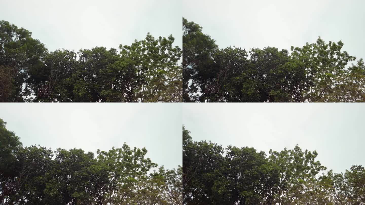 从左到右拍摄的热带绿叶树在一个阴天的白天。