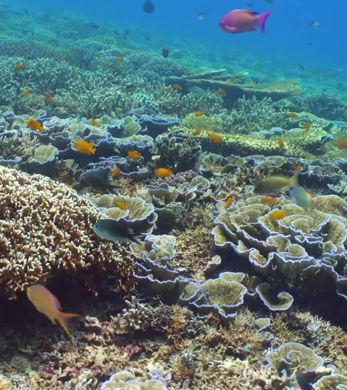 珊瑚礁的海底世界。诗巴丹岛Semporna。马来西亚。