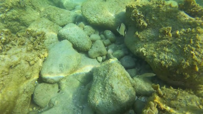 水下海洋生物在污染、藻类过度生长和全球变暖的威胁下，小鱼栖息地处于危险之中