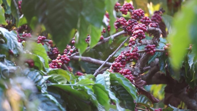 在越南林东，满是成熟和绿色浆果的罗布斯塔咖啡树枝准备被收获