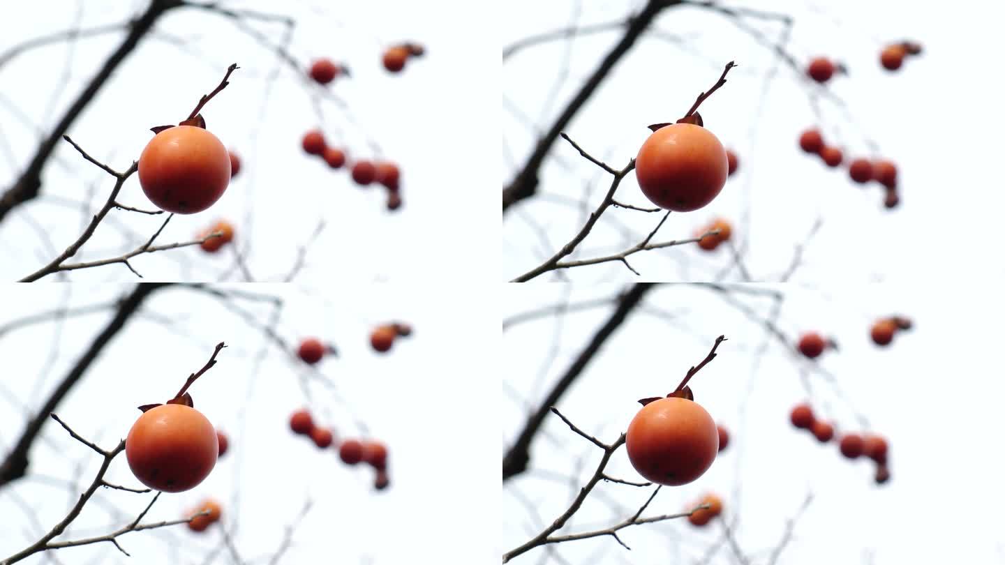日本，京都:看柿子的果实和树枝。