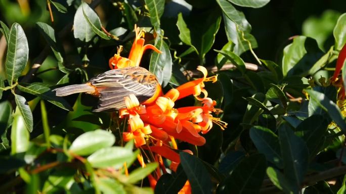 橙色的鸟在吃与自己颜色相同的喇叭藤蔓植物