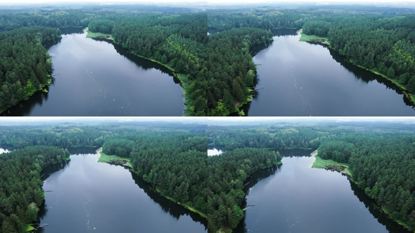 令人惊叹的鸟瞰图，茂密的常绿森林和河流。风景如画的河流流经波兰的荒野保护区。生态系统、自然、野生动物