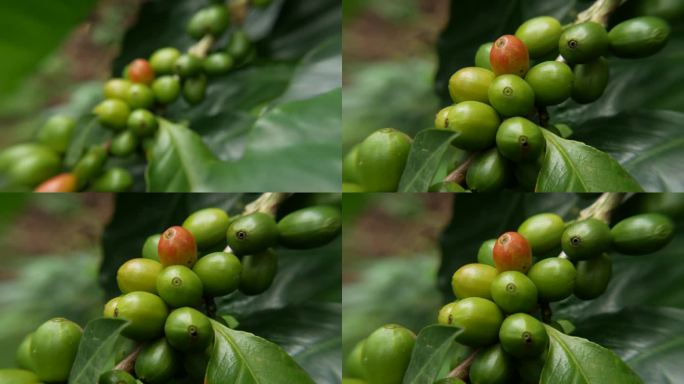 咖啡豆结在树上。推入镜头