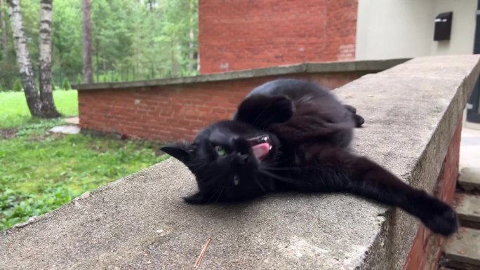 黑猫打着哈欠，享受着夏日的天气。