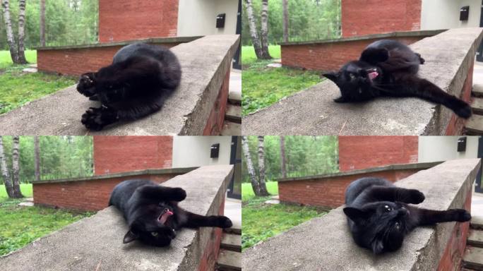 黑猫打着哈欠，享受着夏日的天气。
