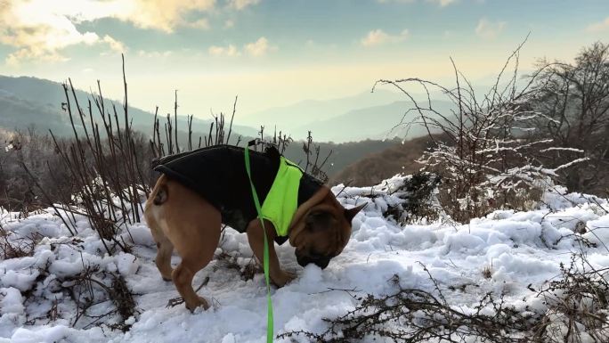 法国斗牛犬狗把鼻子埋在雪里嗅它。这只狗在雪地里欢天喜地，在高海拔的山上享受着夕阳背景的天空