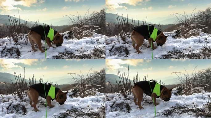 法国斗牛犬狗把鼻子埋在雪里嗅它。这只狗在雪地里欢天喜地，在高海拔的山上享受着夕阳背景的天空