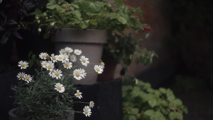 花盆外饰洋甘菊花。