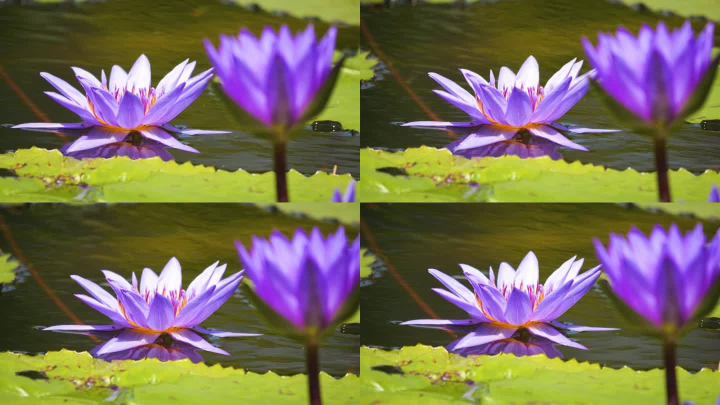 湖上的一朵莲花