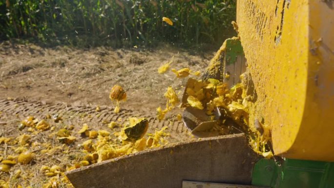 联合收割机拖车在农场收获种子时扔南瓜剩菜的特写