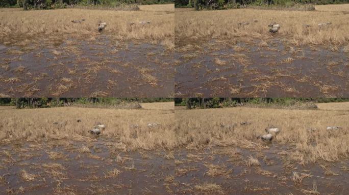 低稀树草原飞行:家养水牛在金色的干草地上吃东西