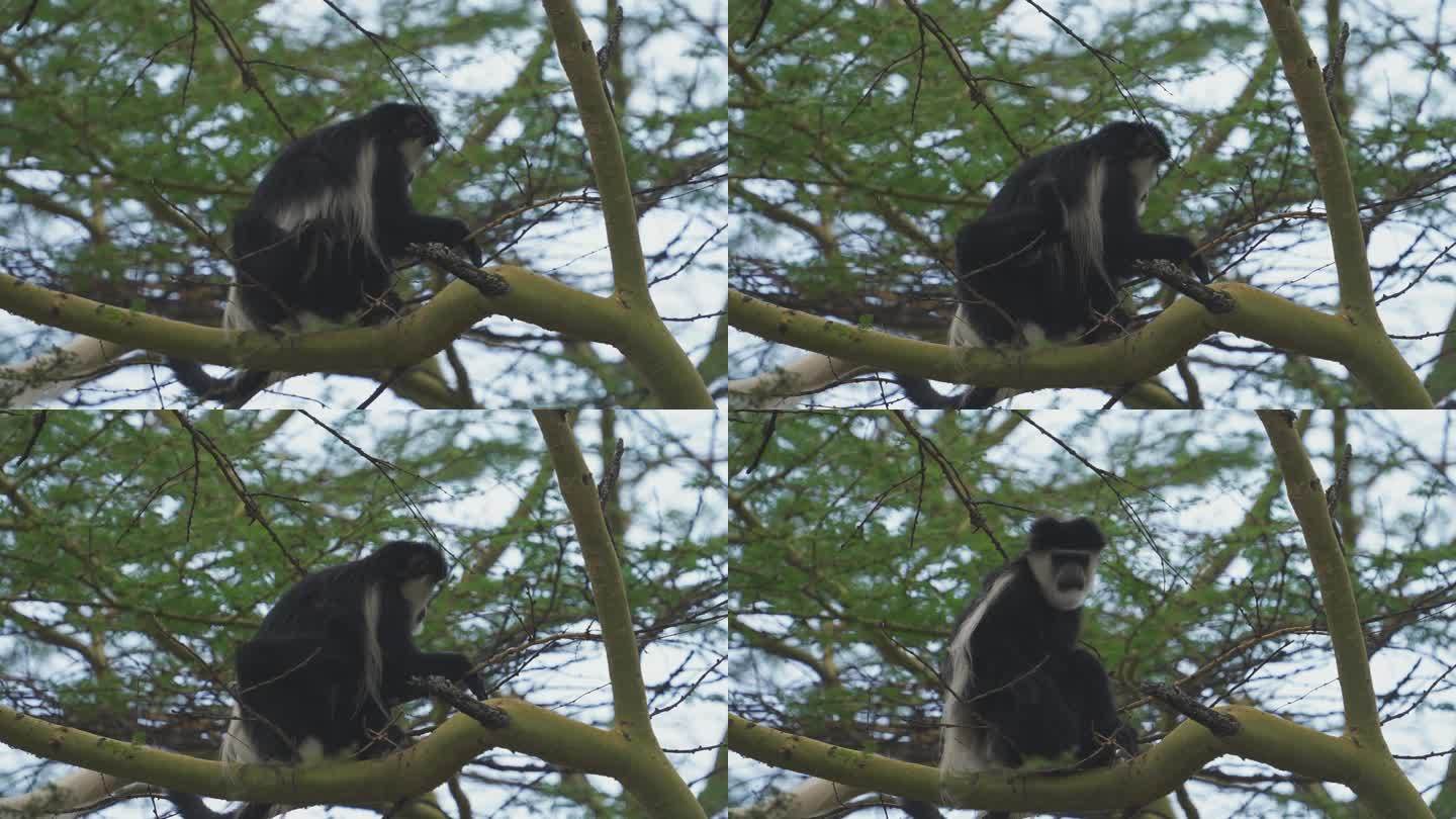 非洲树上的黑白疣猴