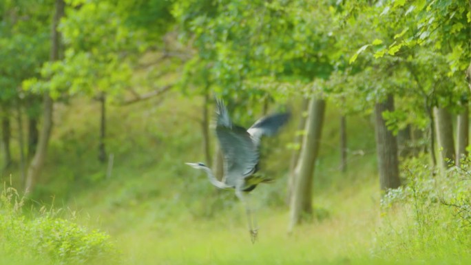 Oranjezon自然保护区，灰鹭在大自然中飞行的倾斜镜头