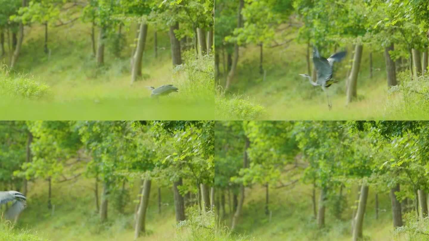 Oranjezon自然保护区，灰鹭在大自然中飞行的倾斜镜头