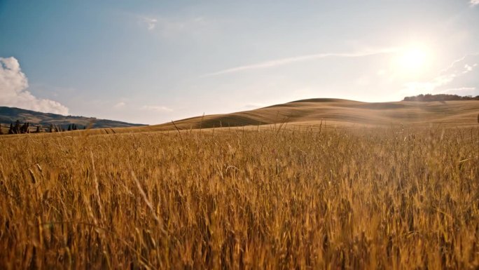 在阳光明媚、田园诗般的夏日乡村，欣赏金色的小麦作物