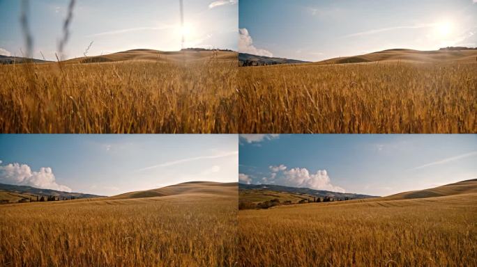 在阳光明媚、田园诗般的夏日乡村，欣赏金色的小麦作物