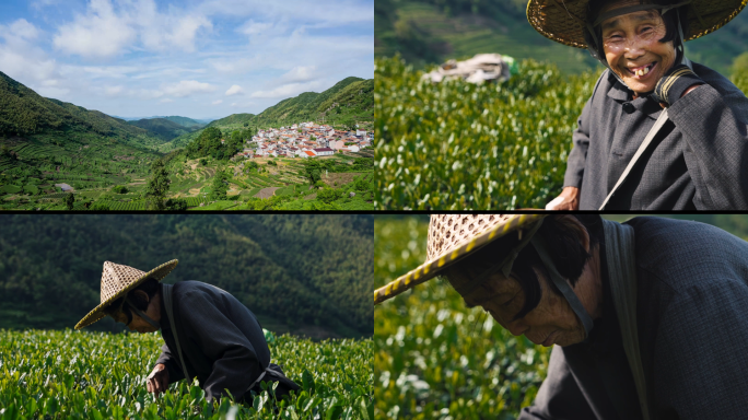 茶叶茶山茶艺茶园采茶