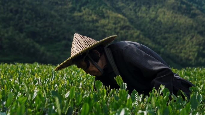 茶叶茶山茶艺茶园采茶