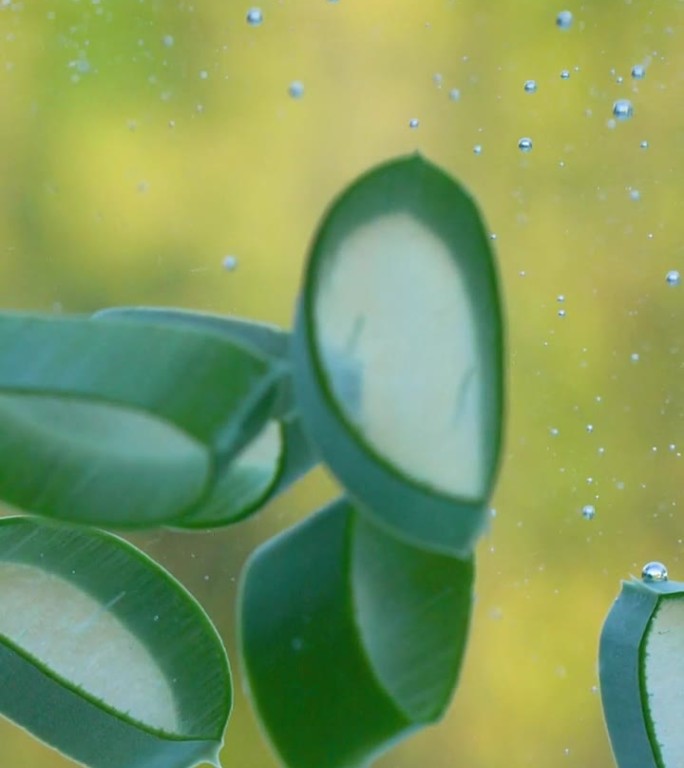 绿色芦荟植物叶片落在水中